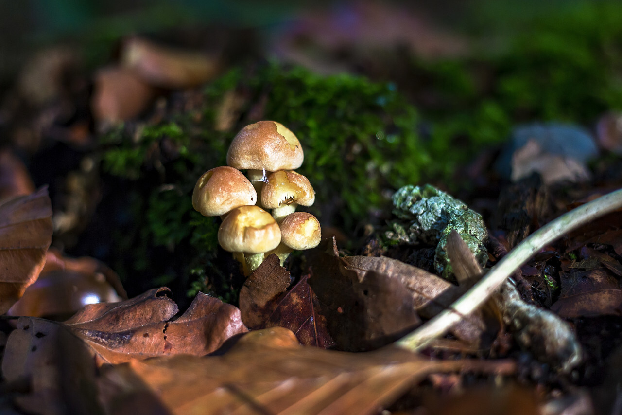 beautiful mushrooms on forest floor