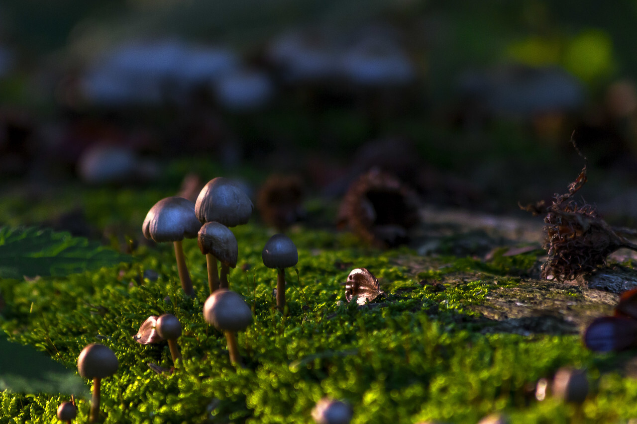 pretty mushrooms on forest floor