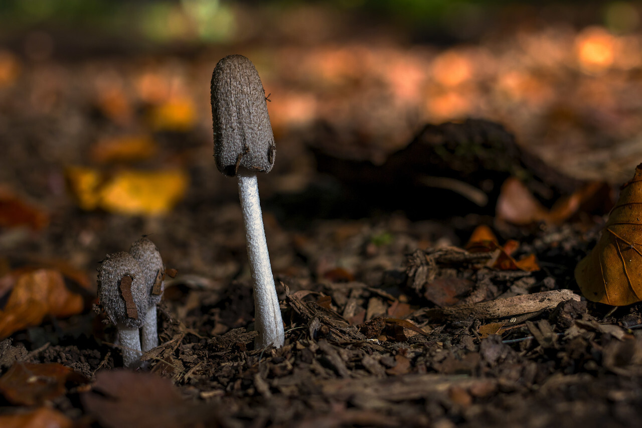 three young mushrooms on the forest floor