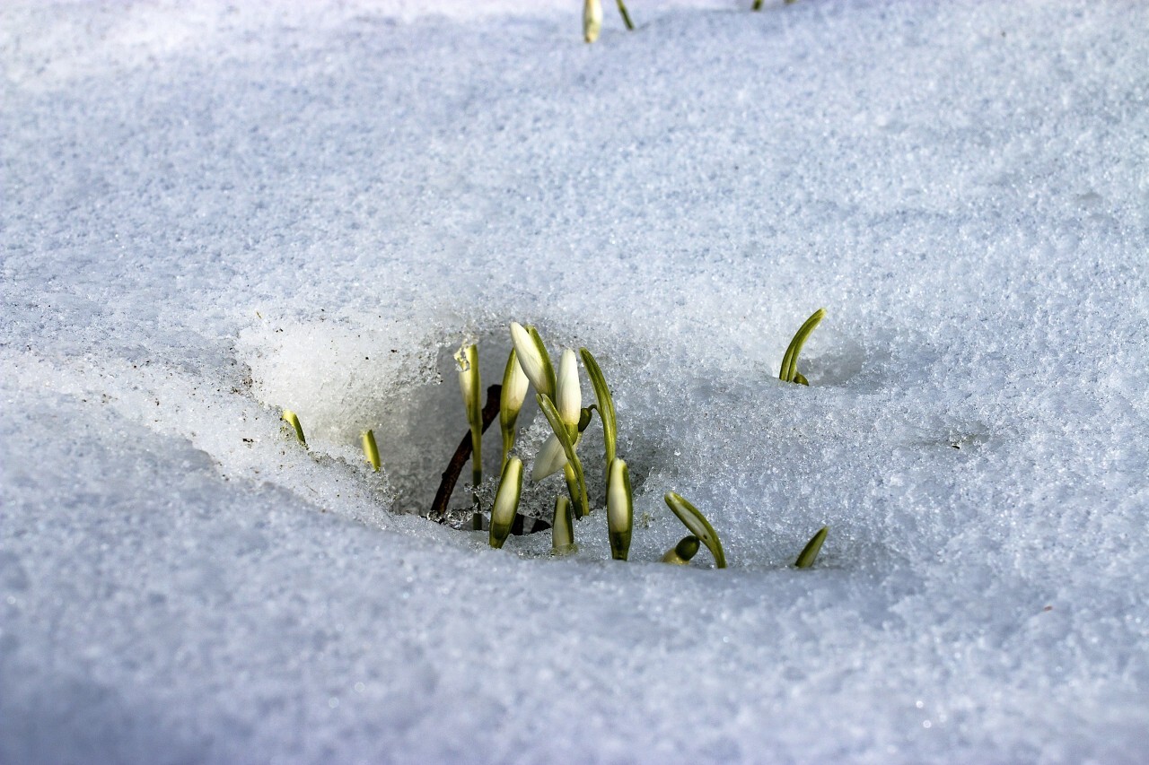 spring blossom snowdrop surrounded by snow