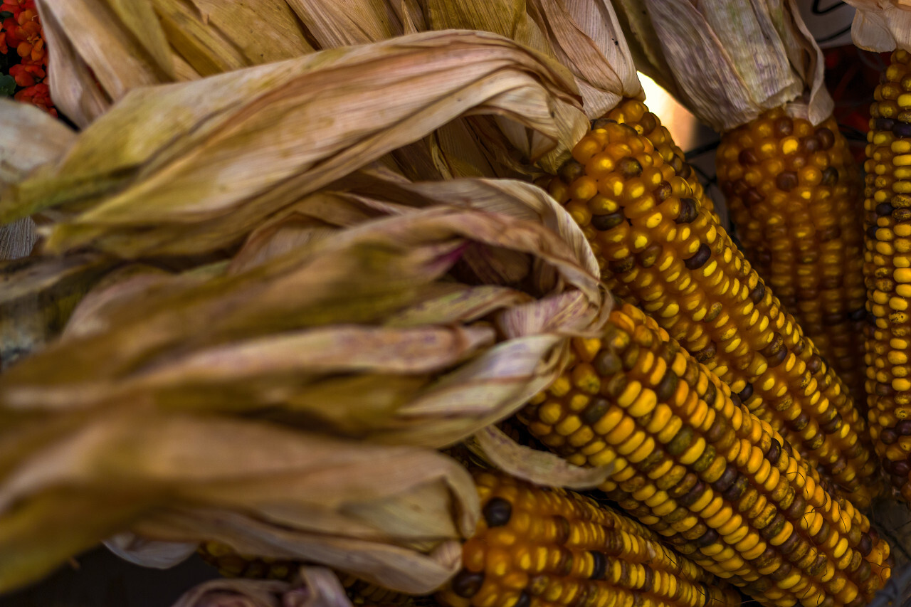 corn harvest october