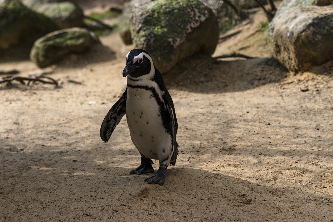 African penguin on the sandy beach