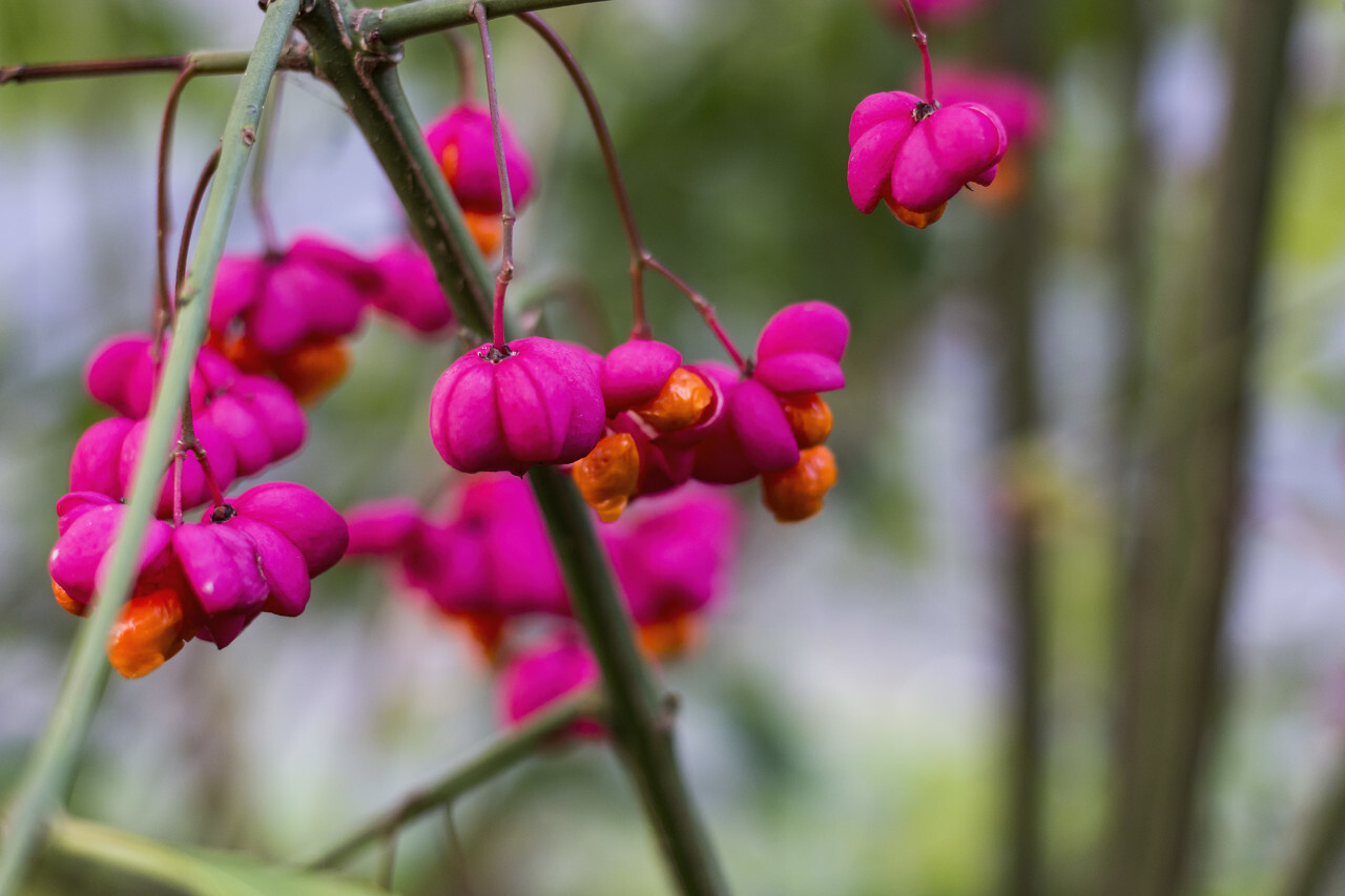 some pretty pink flowers