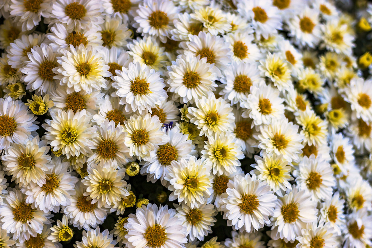 White everlasting flowers background