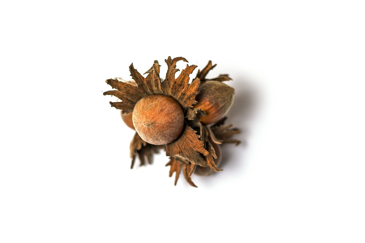 hazelnuts on a white background