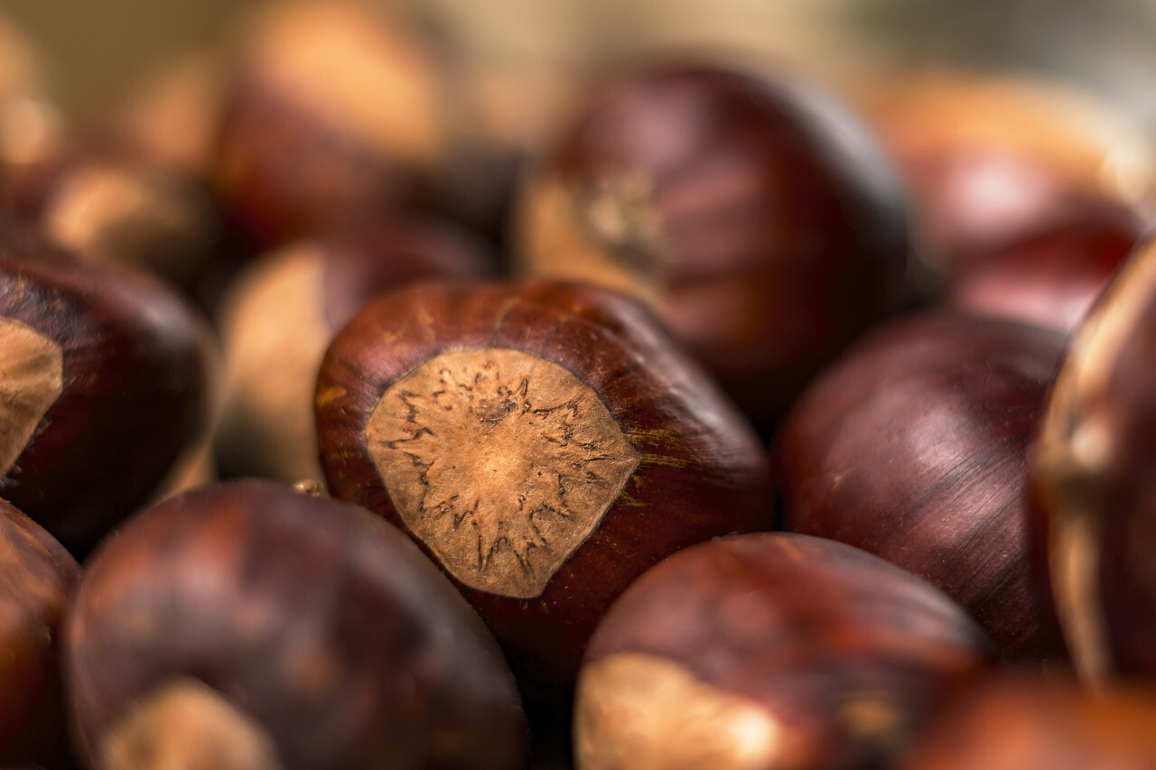 sweet chestnuts background autumn harvest