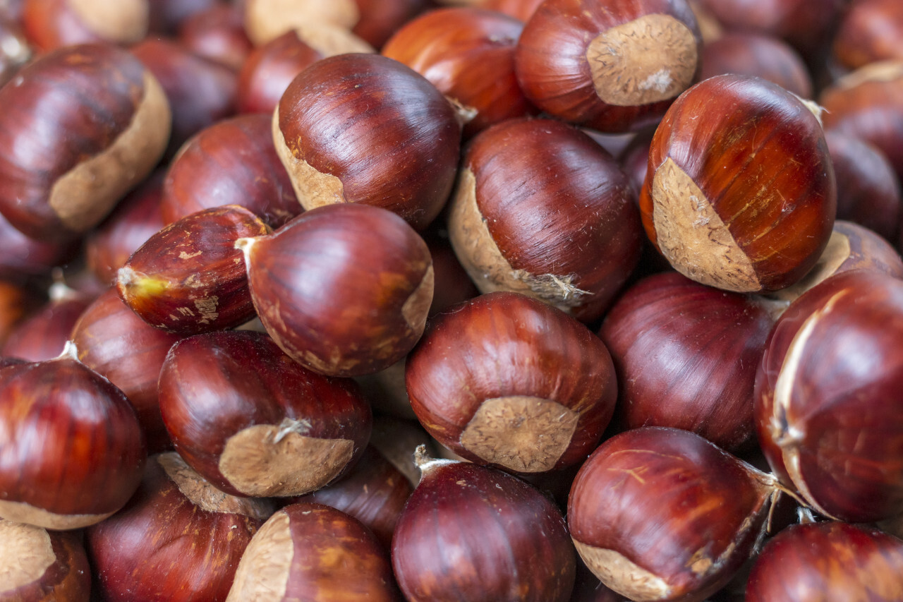 sweet chestnuts background autumn harvest