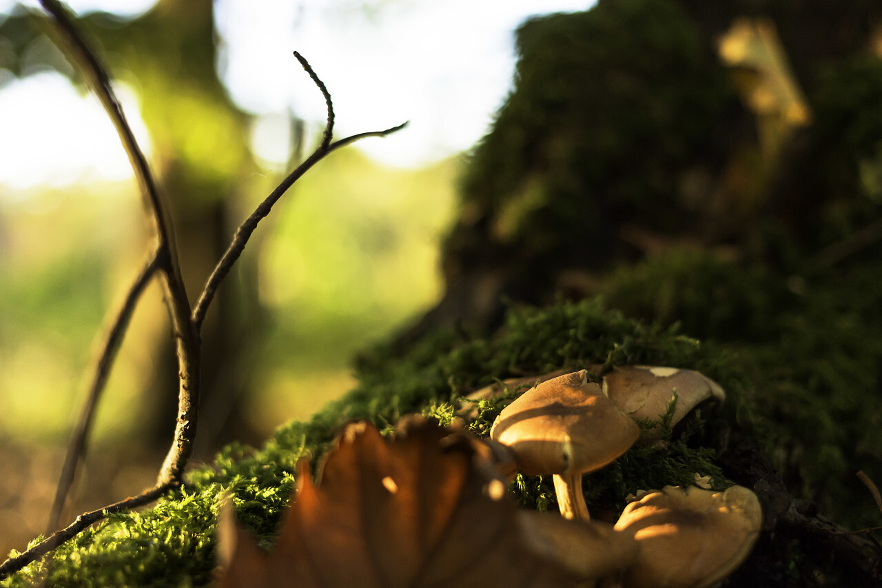 autumn mushrooms in the forest