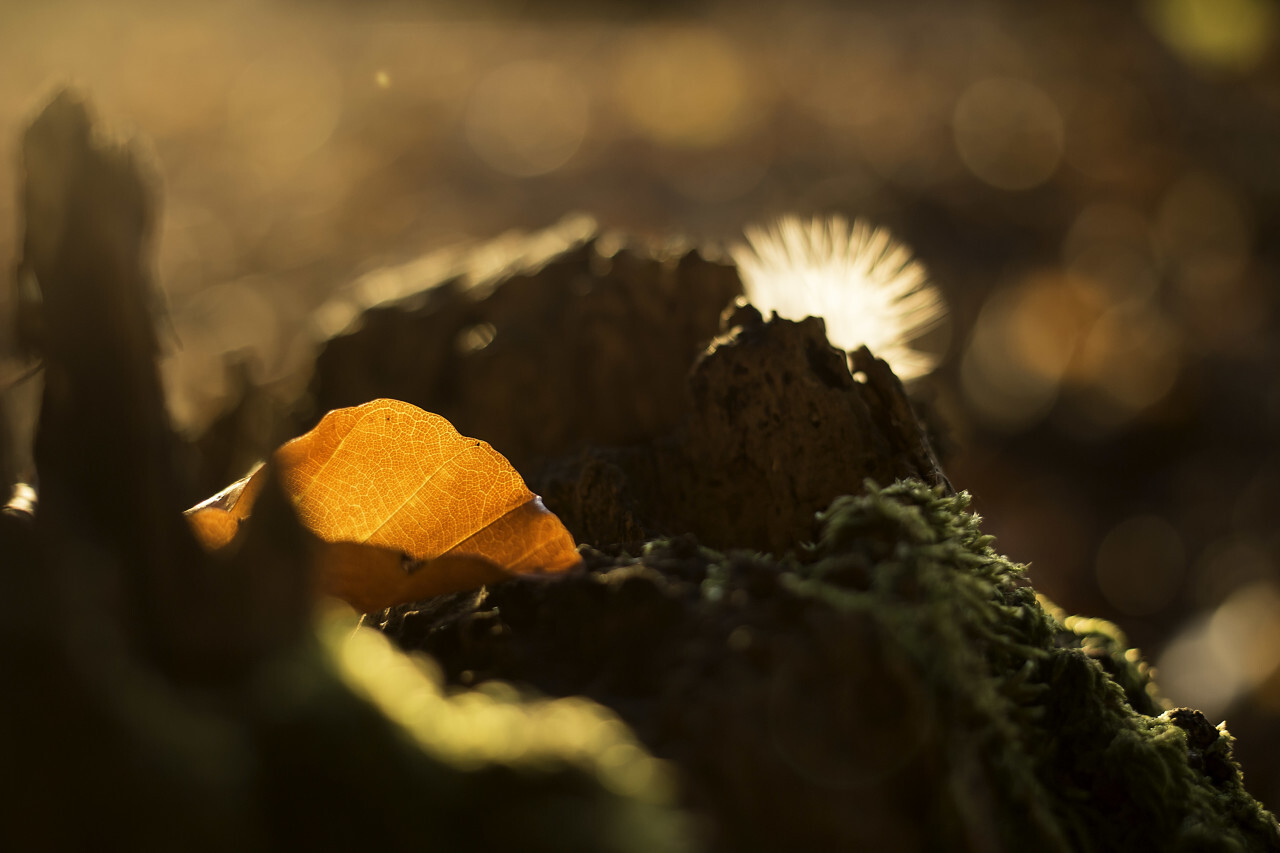 forest floor in autumn colors