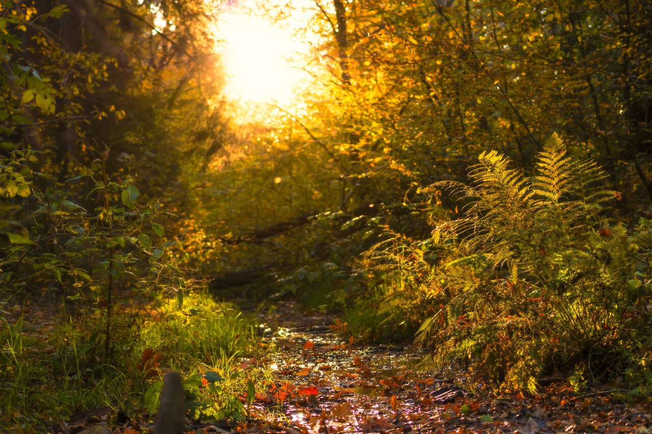 forest stream in autumn