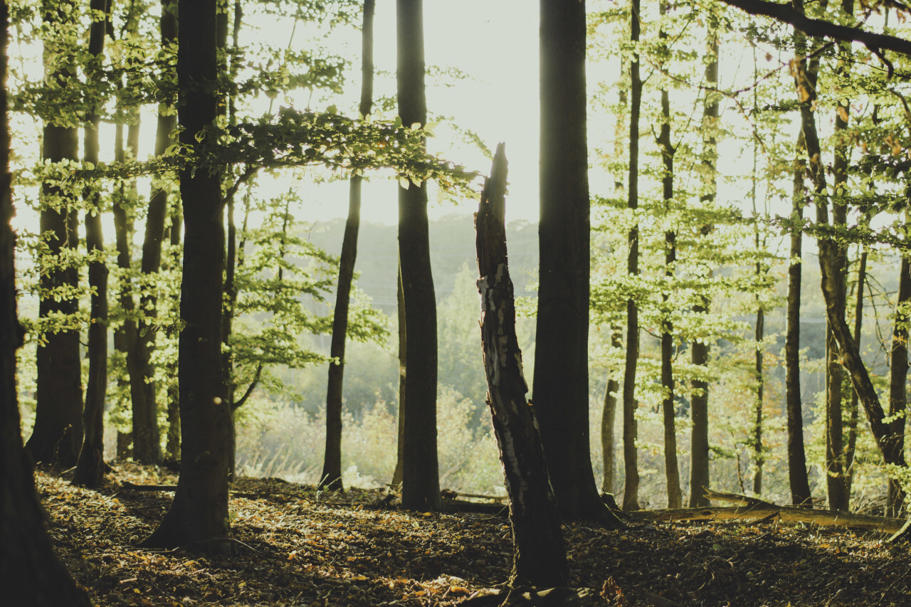 light breaks through the forest