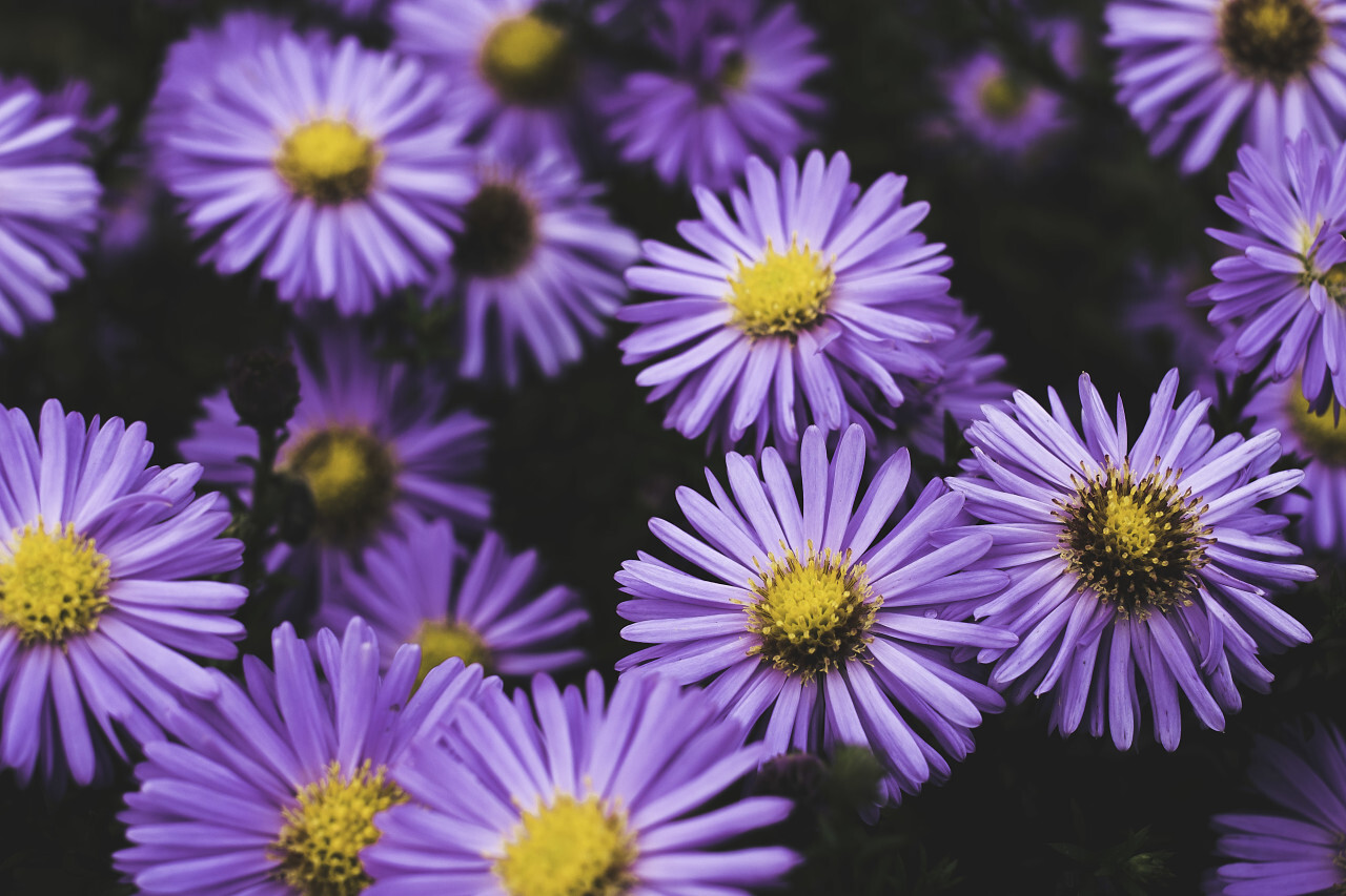 purple flowers in autumn