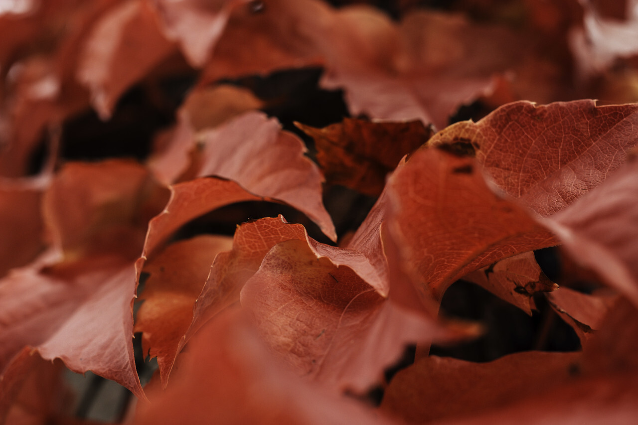 red ivy leaves in autumn