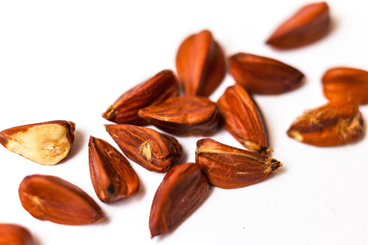 Beechnuts on a white background