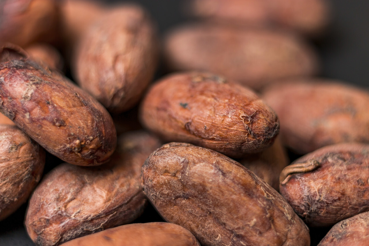 Raw cocoa or cacao beans