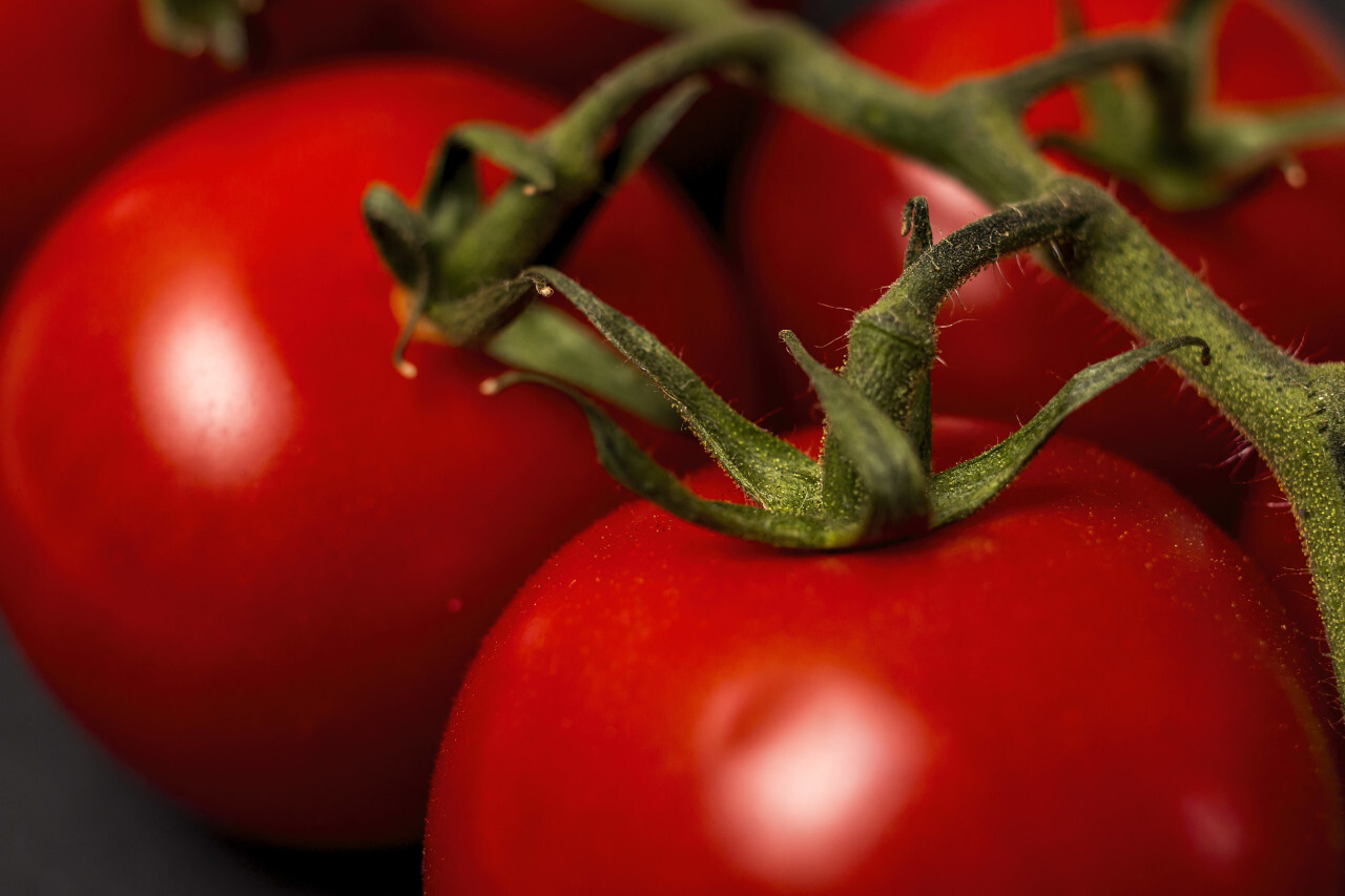 tomatoes close up