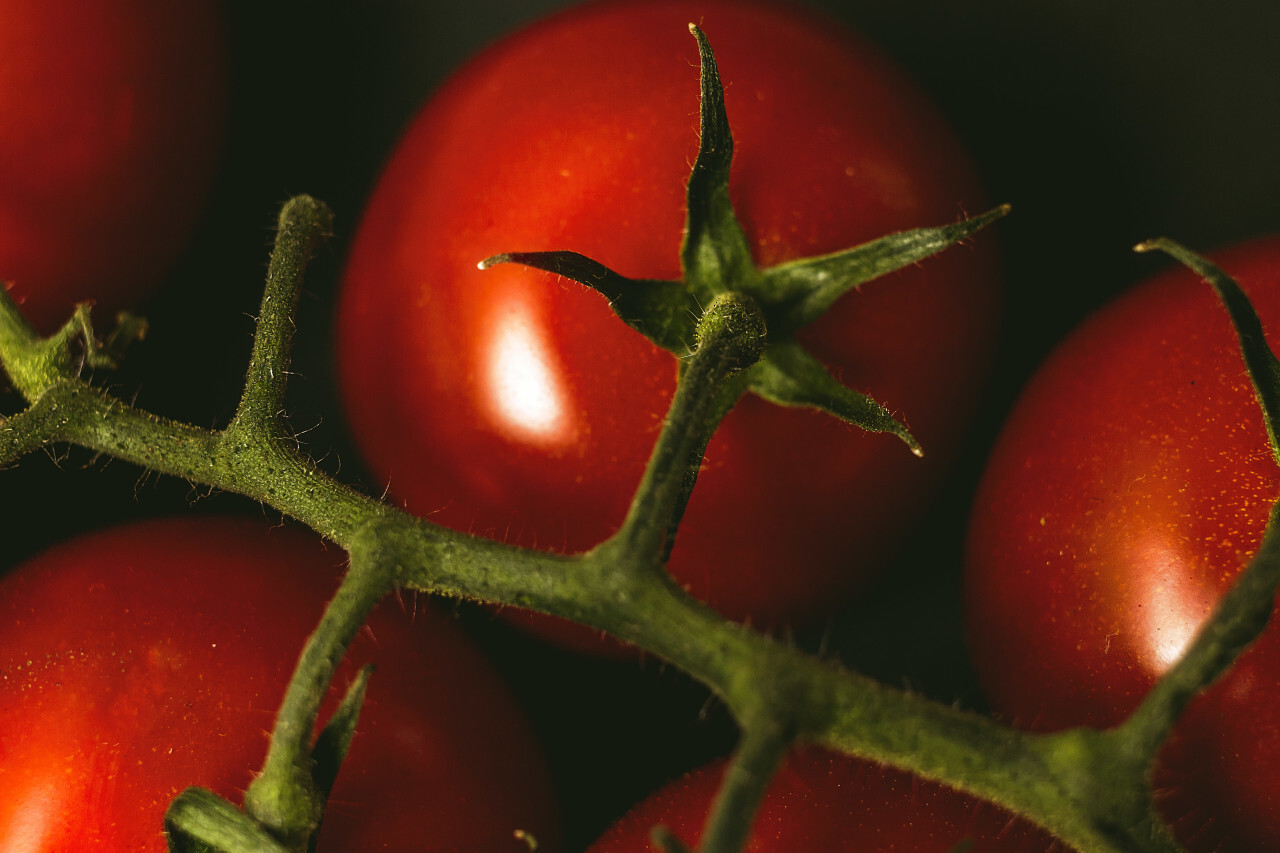 tomatoes close up