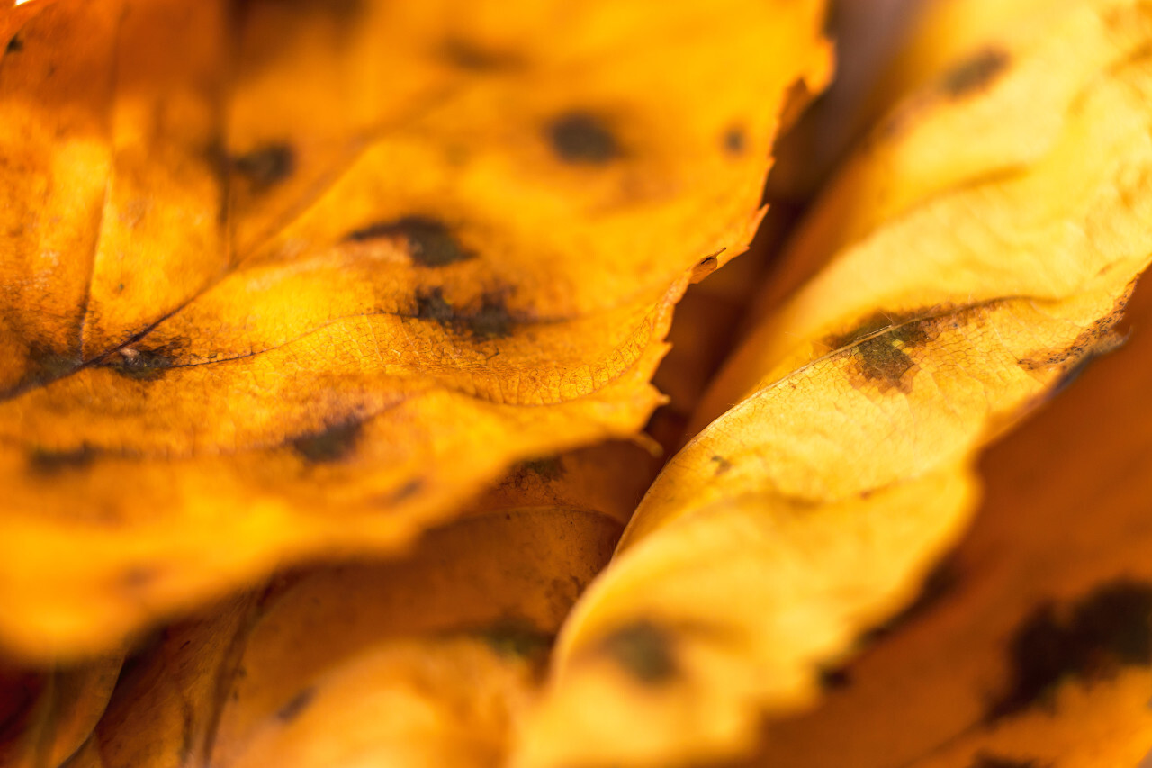 yellow autumn leaves texture