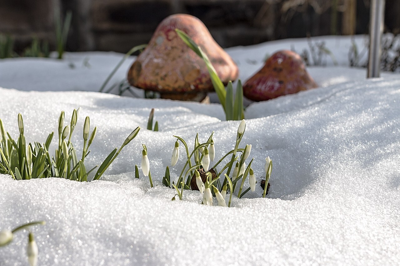 spring blossom snowdrop flower surrounded by snow