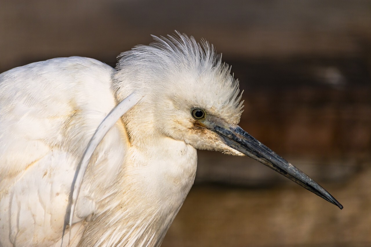 white ibis portrait