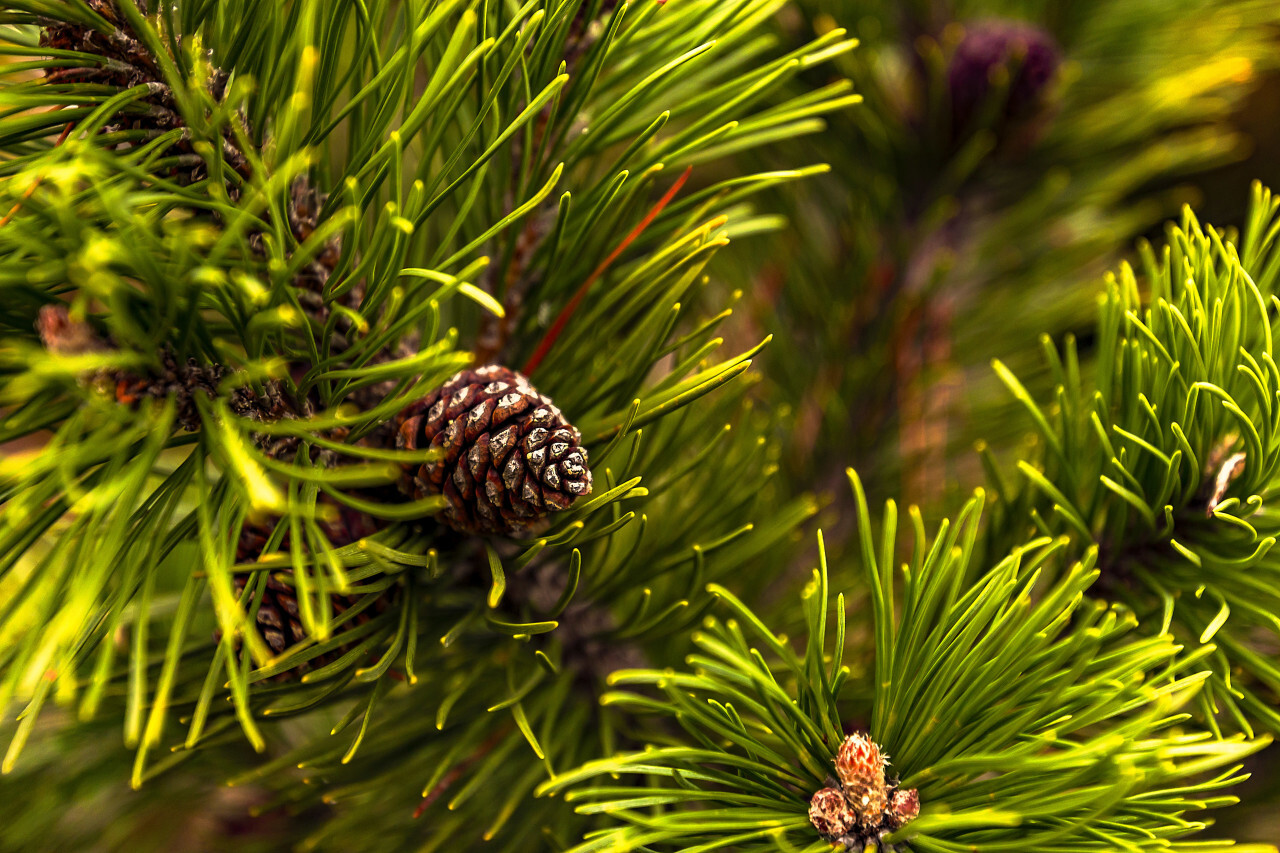 evergreen conifer with cones