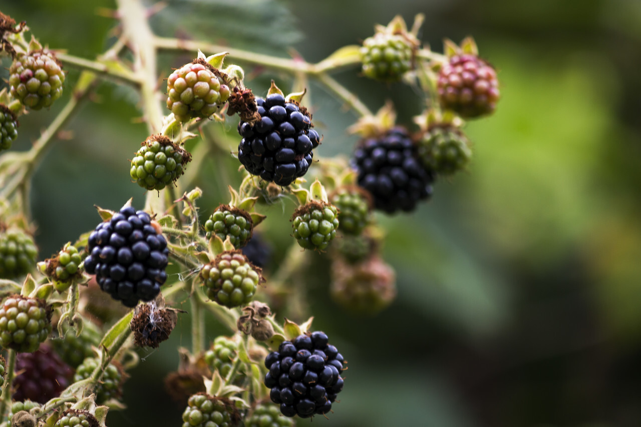 blackberries in summer
