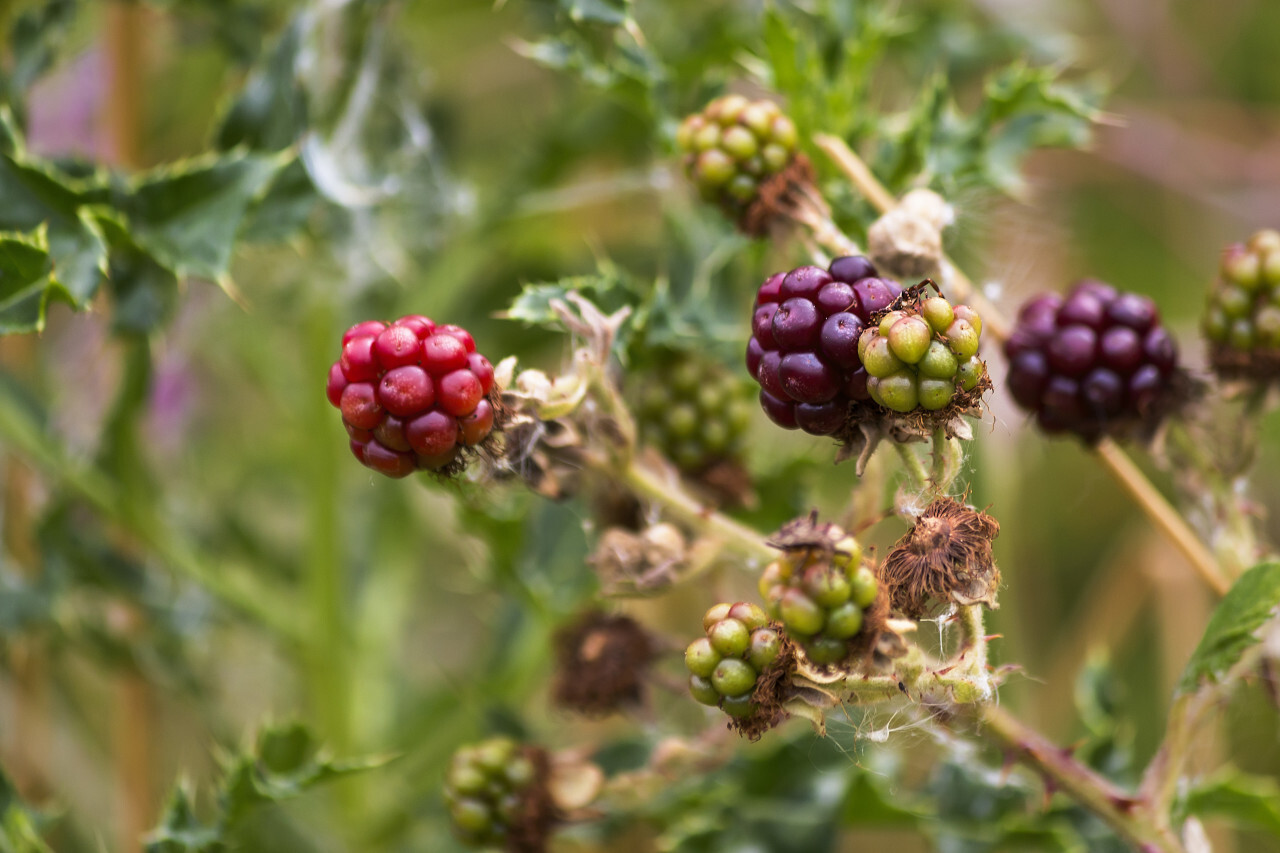 red blackberries in summer