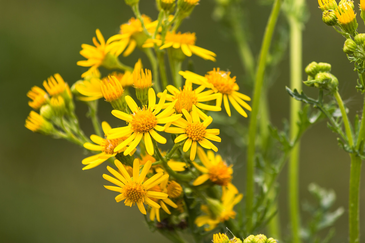 yellow flowers on green bokeh background