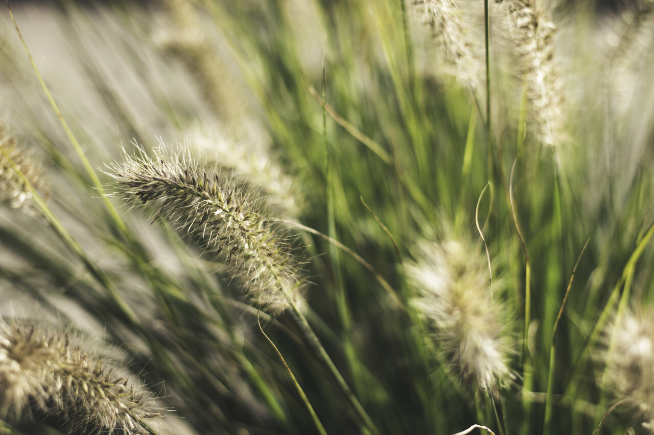 bokeh grass background