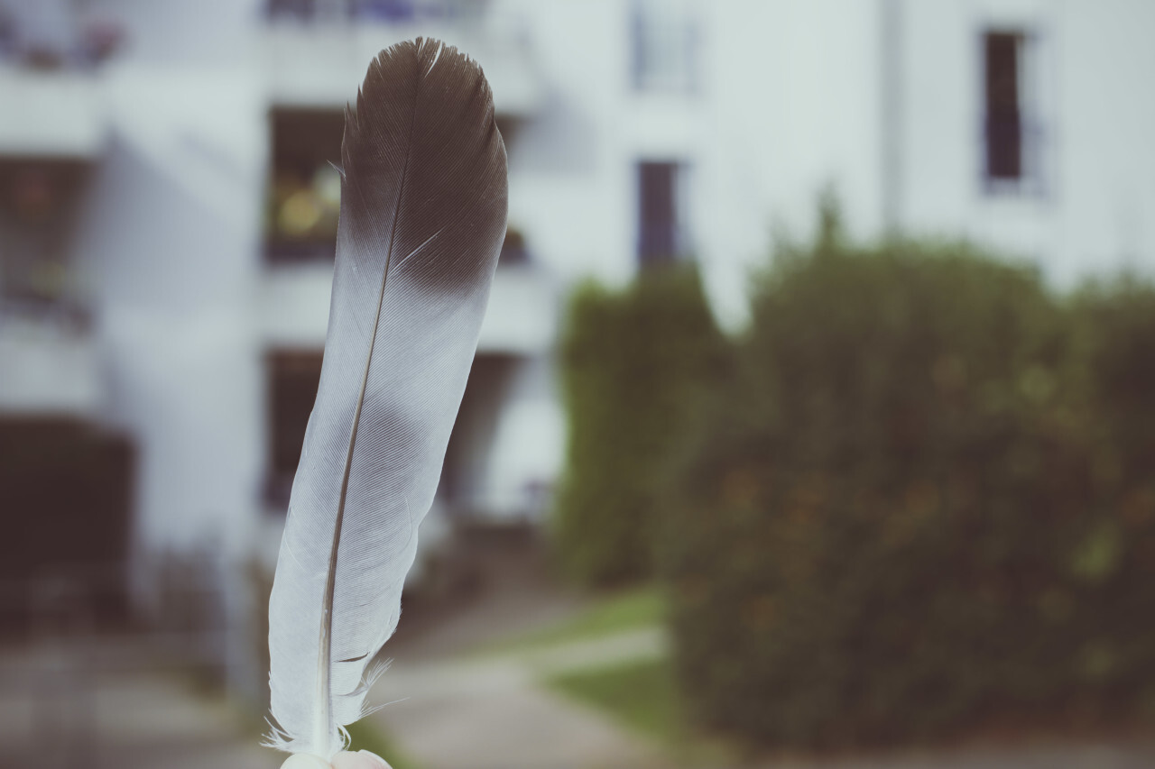dove feather in a hand