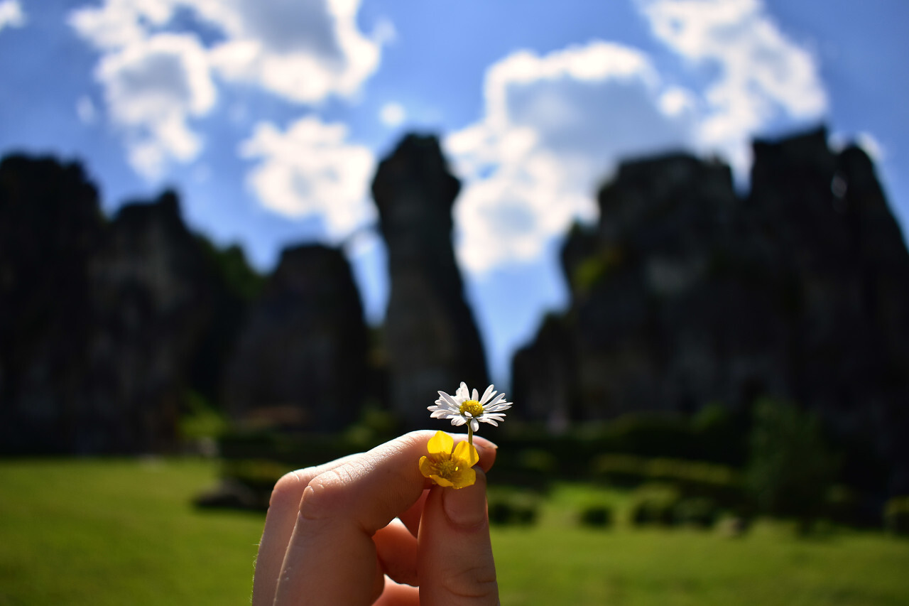 daisy and buttercup in hand - teutoburg forest