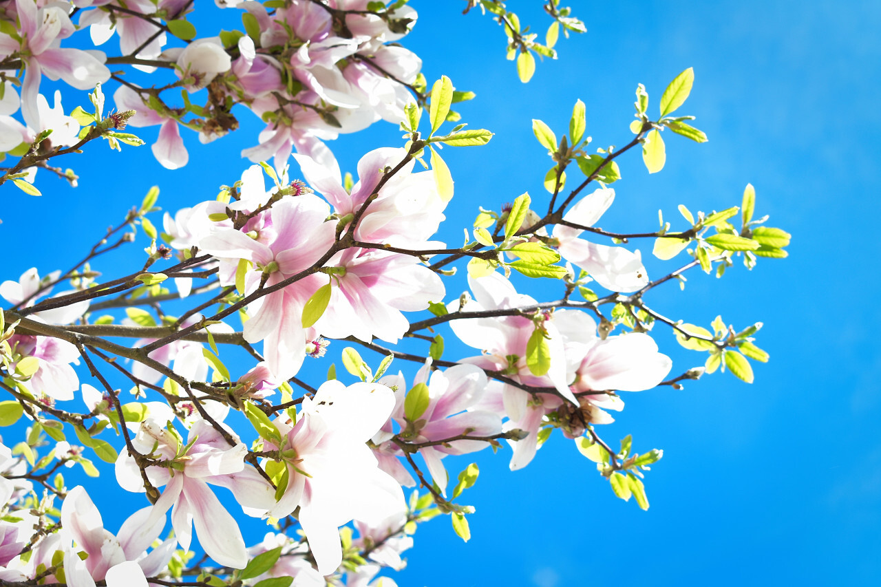 Blooming magnolia tree in april