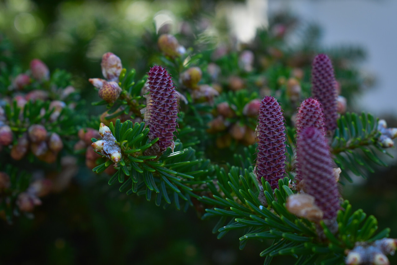 Fir tree (Abies koreana) with fresh cones