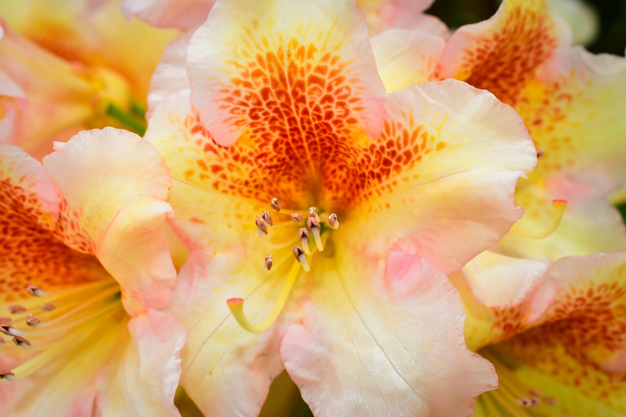 white orange orchid blossom