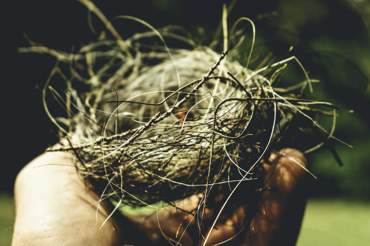 abandoned birds nest in hand