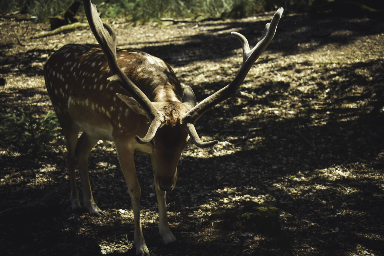 deer in the forest