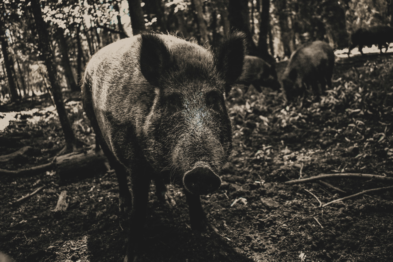 wild sow in a forest