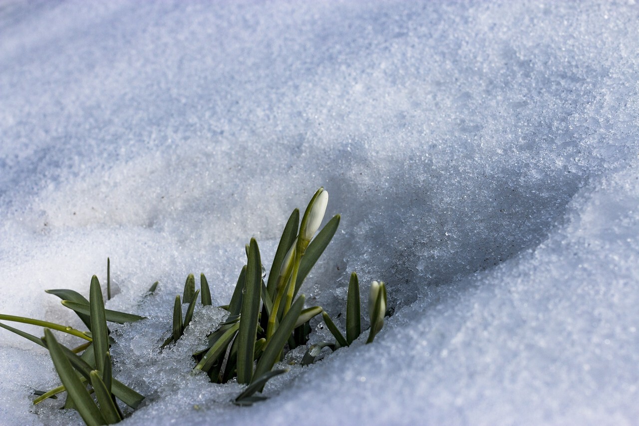 spring blossom snowdrop flower surrounded by snow