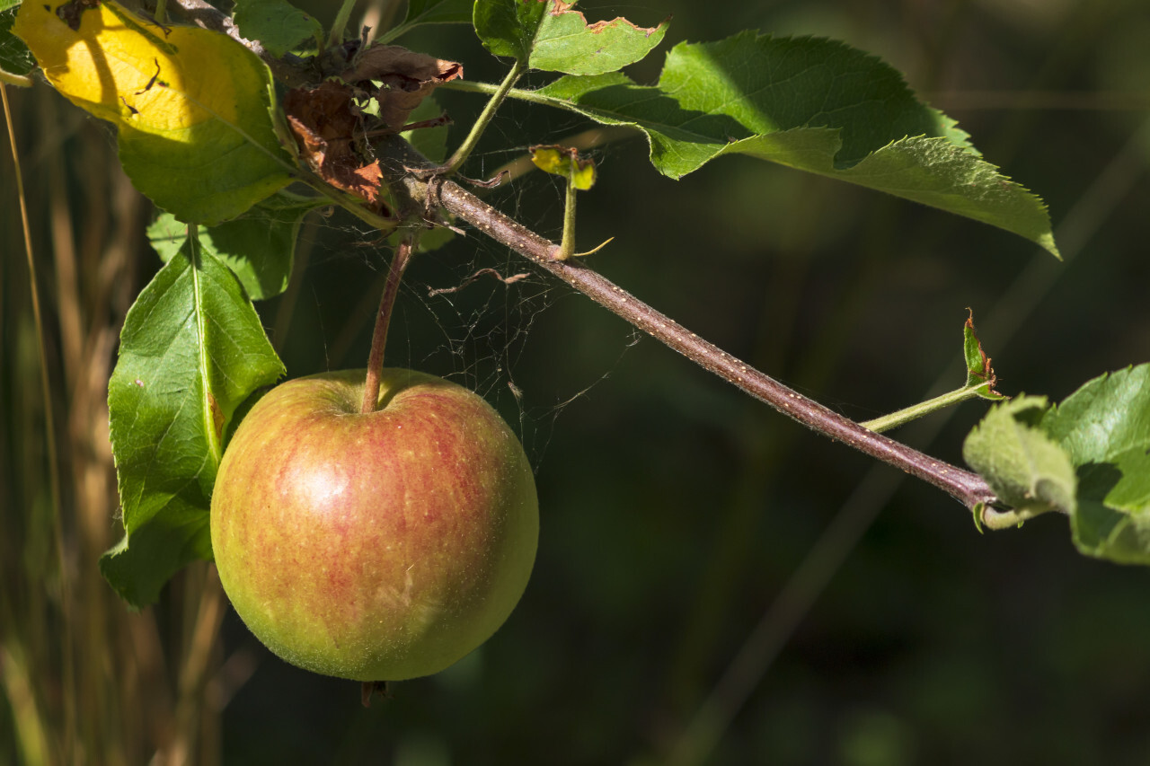 apple hanging on appletree