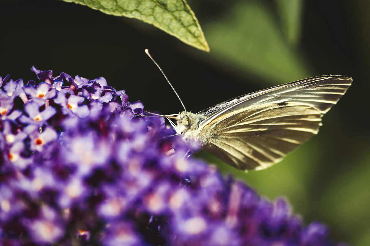 brimstone butterfly on lilac