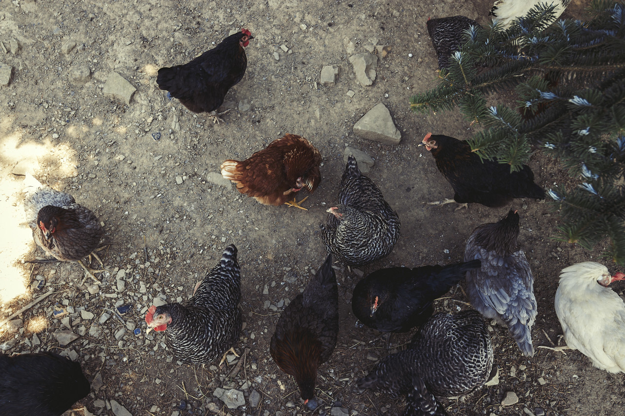 chicken coop