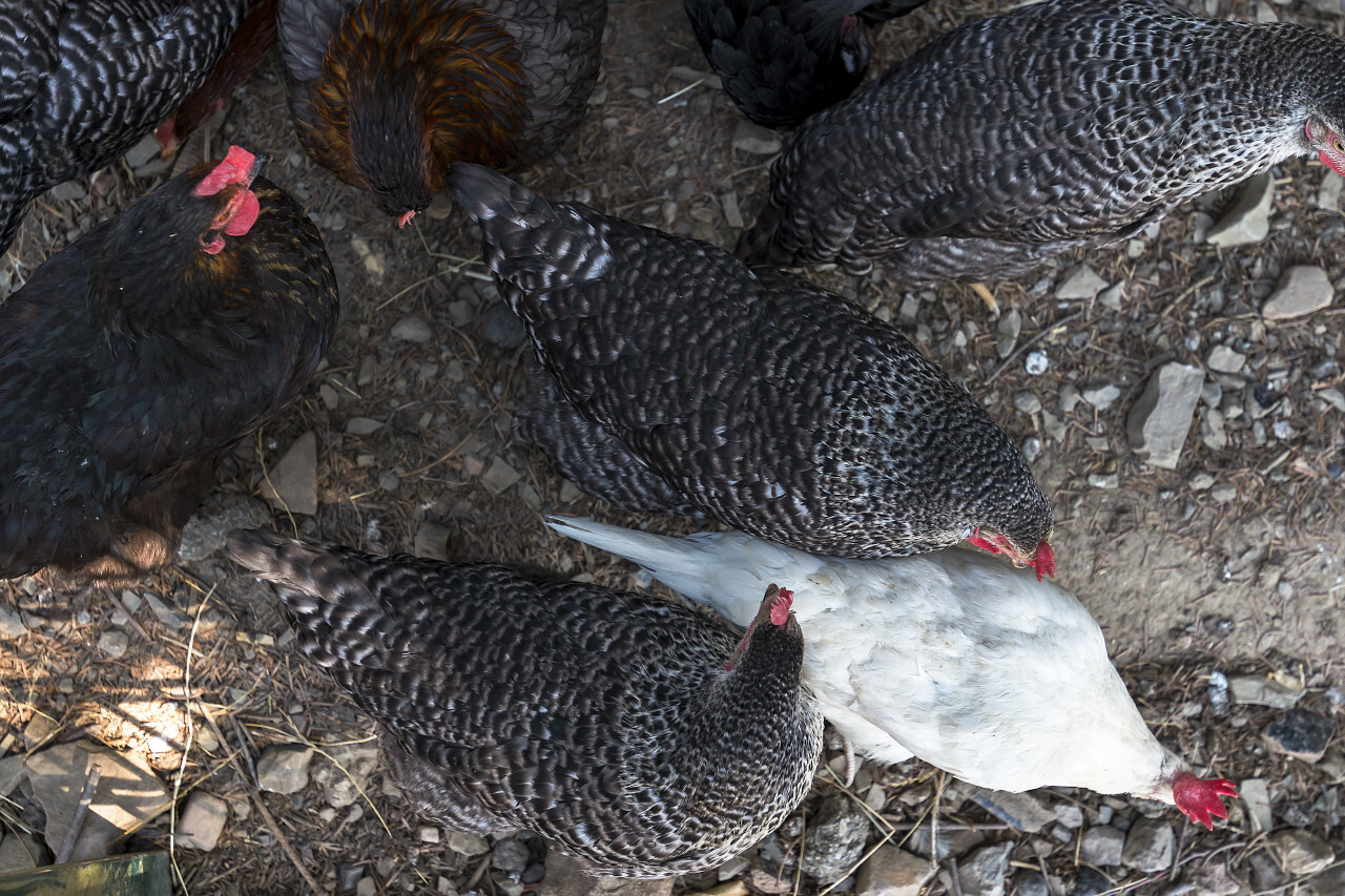 chicken coop