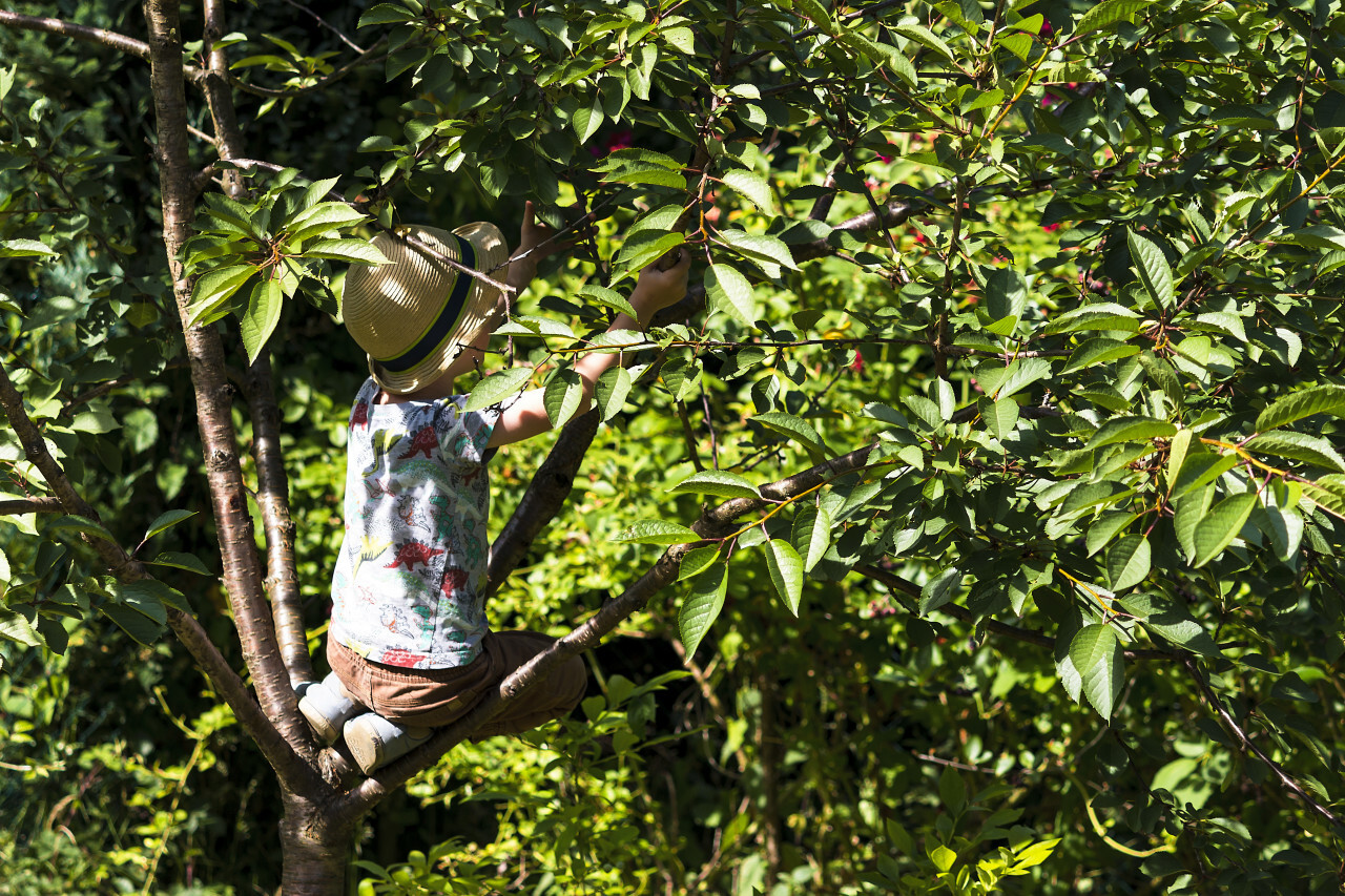 child climbs tree