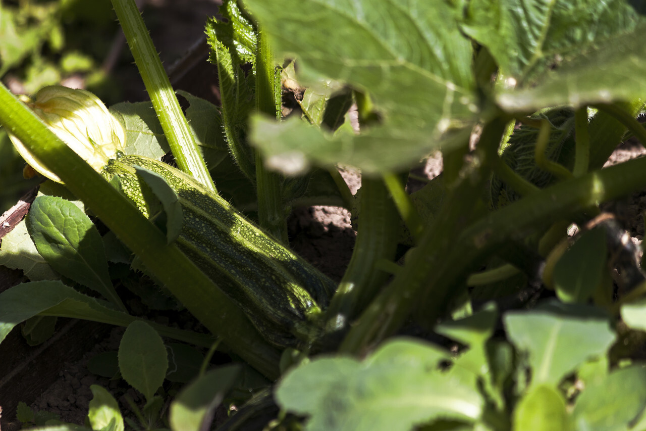 eggplant cultivation