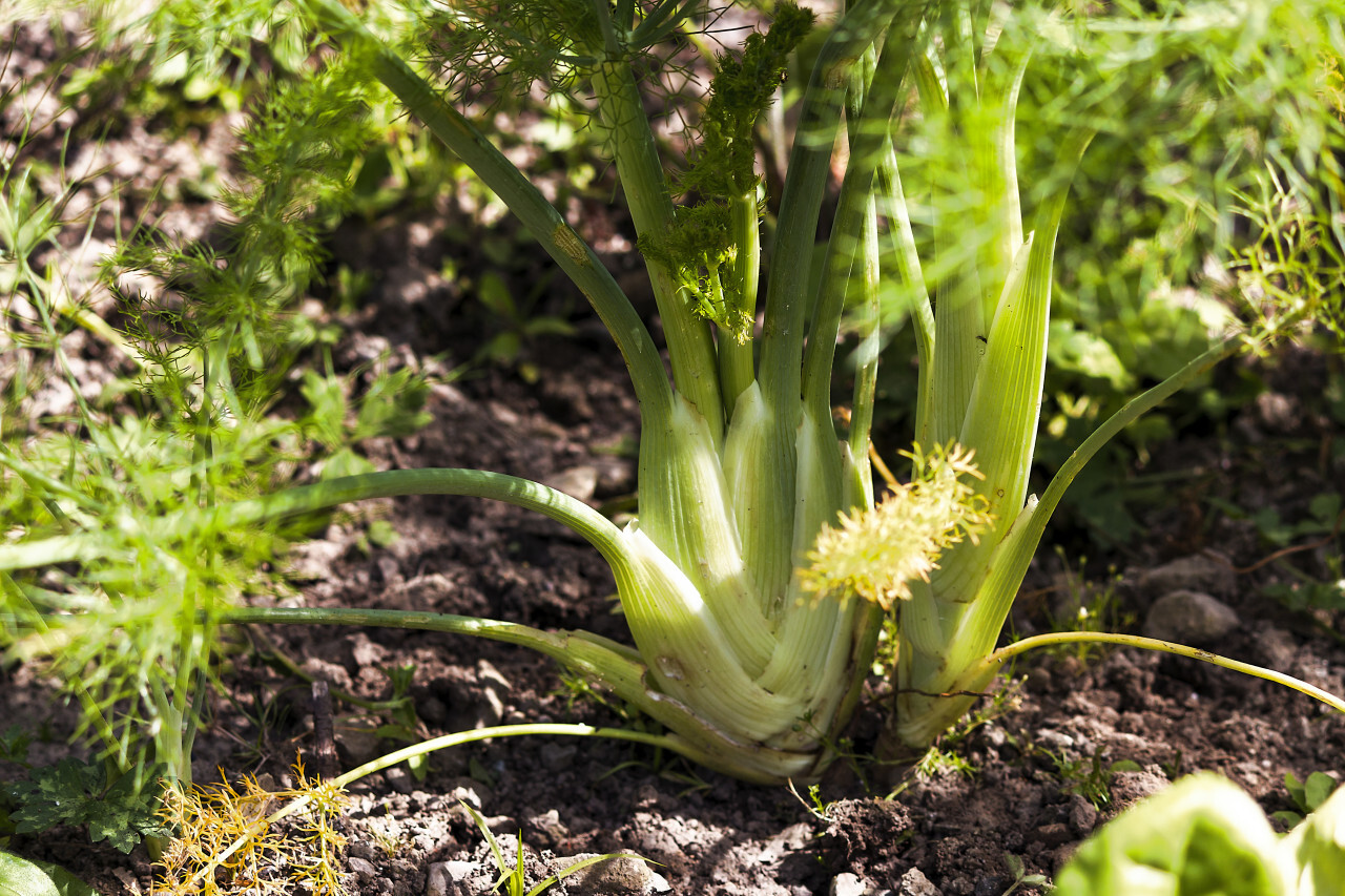 fennel cultivation