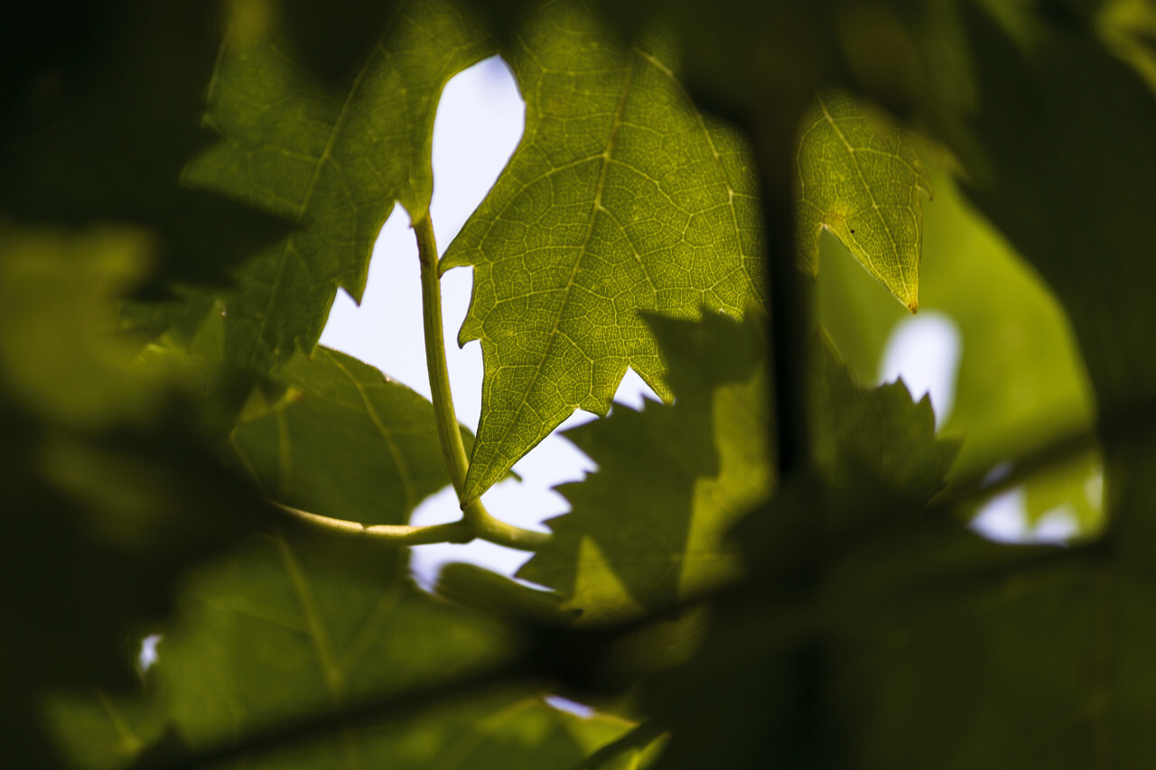 light flooded leaves