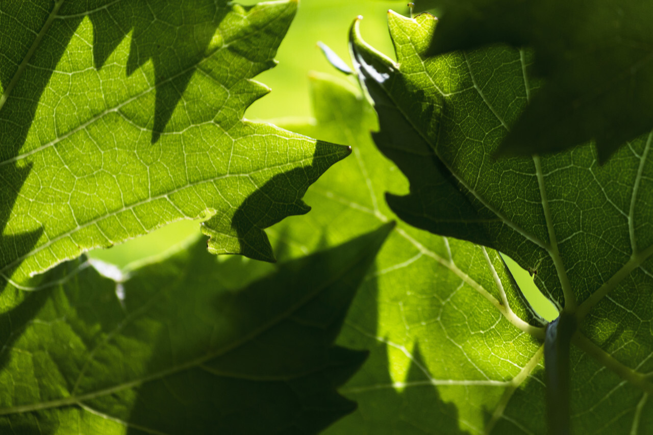 light flooded leaves