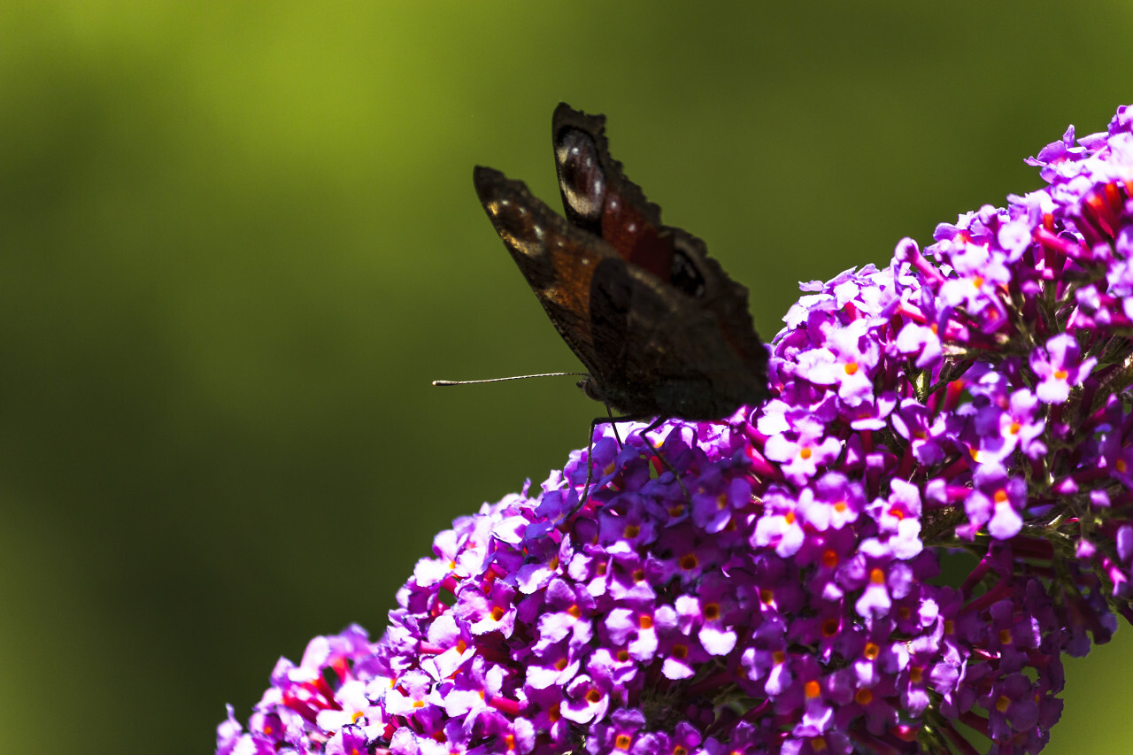 vanessa atalanta butterfly on lilac