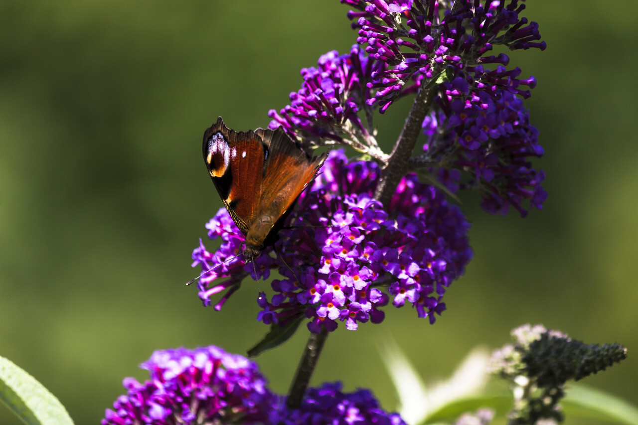 vanessa atalanta butterfly on lilac