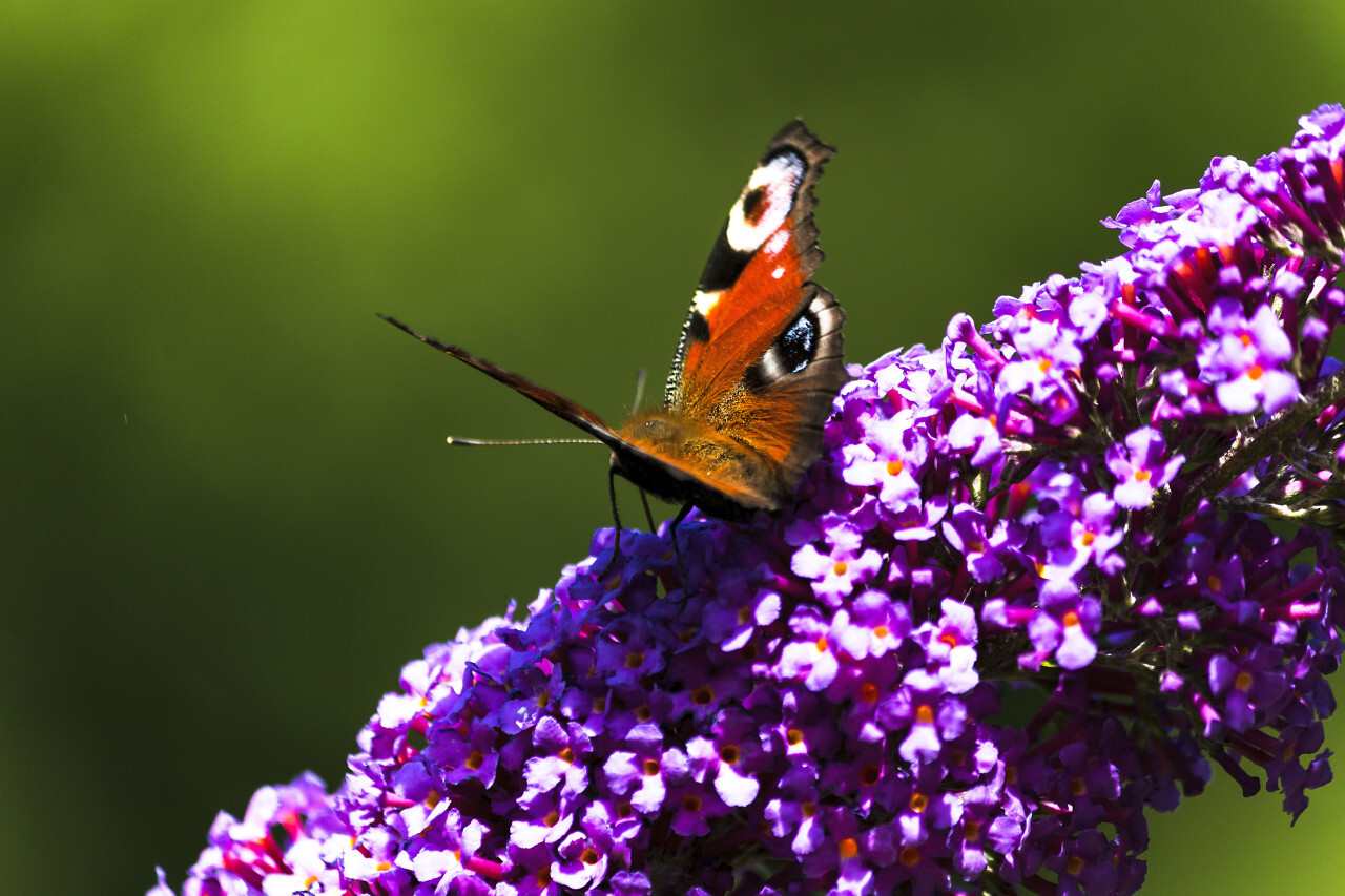 vanessa atalanta butterfly on lilac